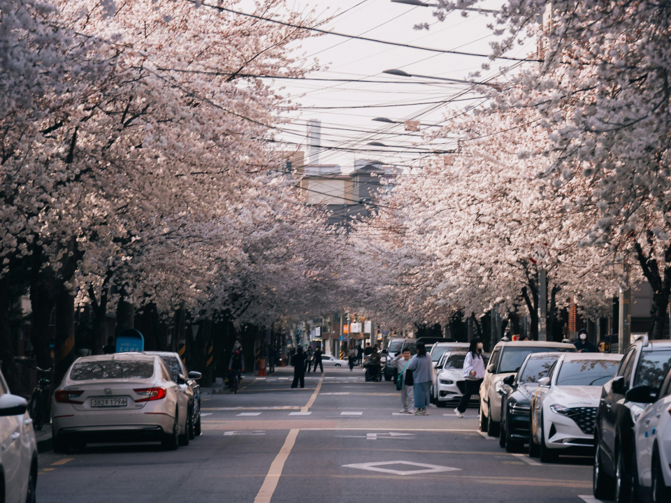 Eine stark beparkte Stra&szlig;e mit vielen bl&uuml;henden B&auml;umen.