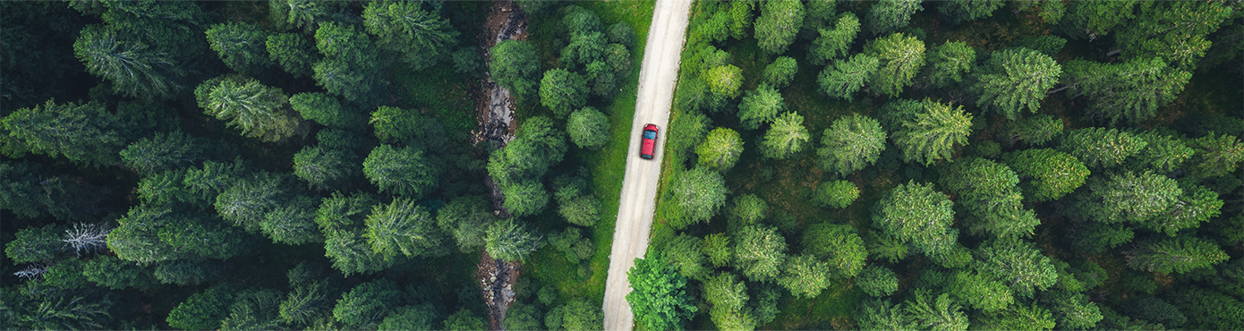 Rotes Auto auf einer Straße zwischen vielen Bäumen