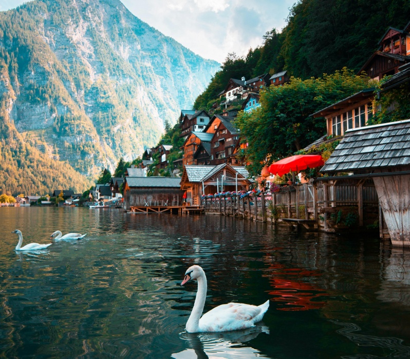 Schwäne schwimmen im Wasser nahe Hallstatt, umgeben von malerischer Landschaft und Bergen im Hintergrund.