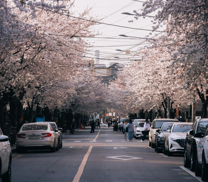 Eine stark beparkte Stra&szlig;e mit vielen bl&uuml;henden B&auml;umen.