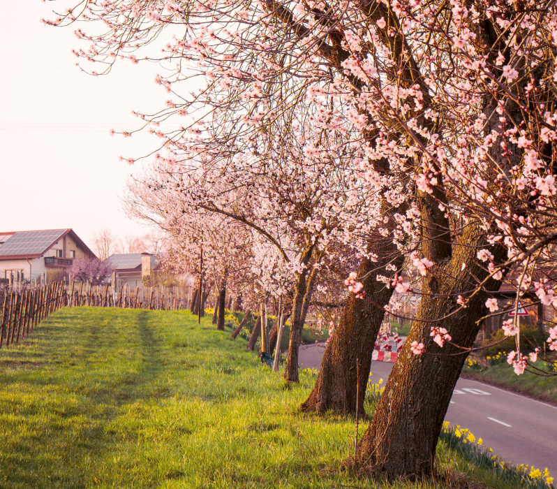 Bl&uuml;hende Marillenb&auml;ume in der Wachau