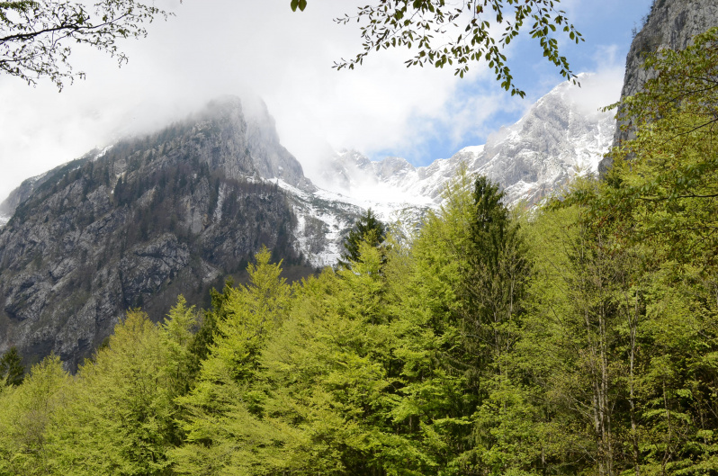 Gr&uuml;ne W&auml;lder und schneebedeckte Berggipfel.