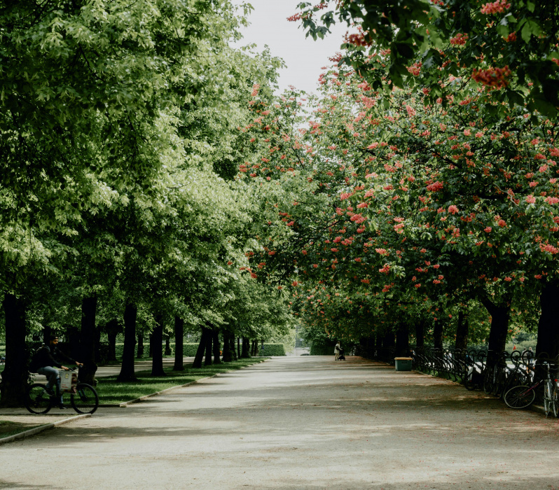 Prater Allee im Fr&uuml;hling